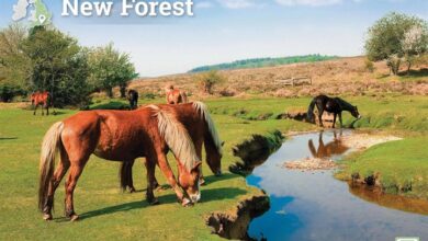New Forest A4 Calendar 2026