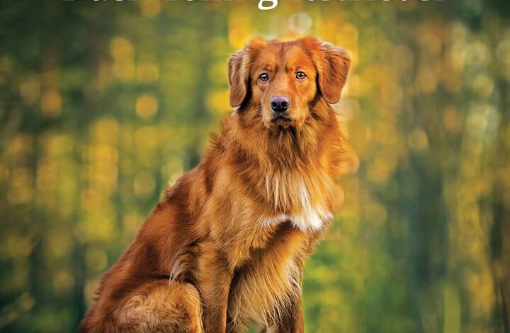 Nova Scotia Duck Tolling Retriever Calendar 2026