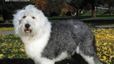 Old English Sheepdogs Calendar 2026