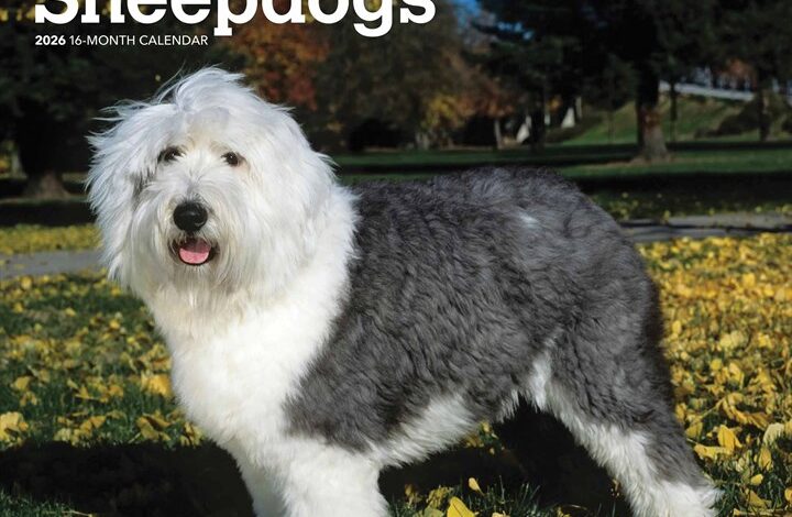 Old English Sheepdogs Calendar 2026