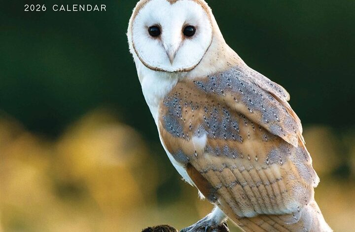 Owls Mini Calendar 2026