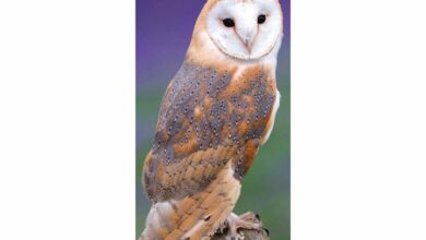 Owls Slim Calendar 2026