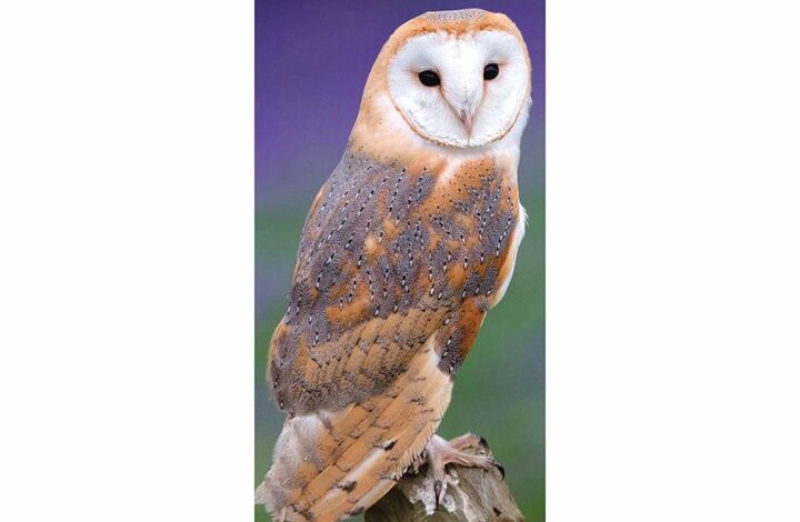 Owls Slim Calendar 2026