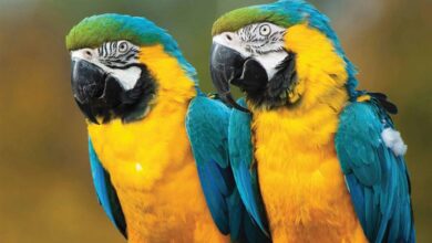 Parrots Calendar 2026