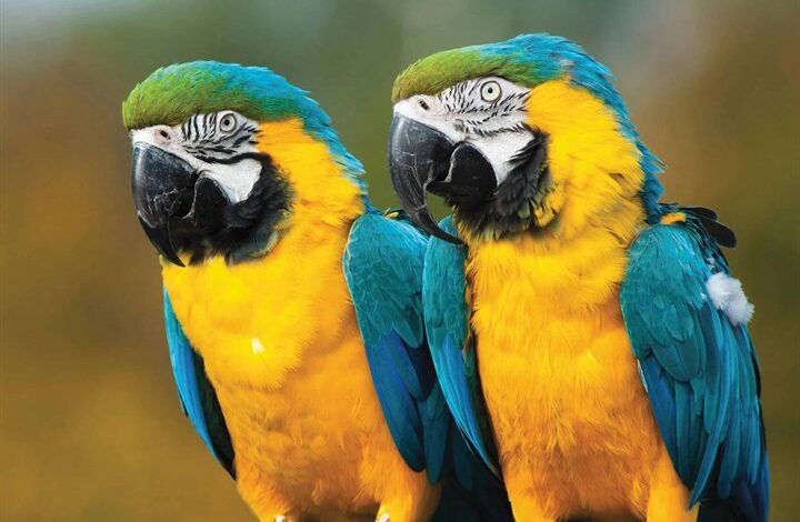 Parrots Calendar 2026