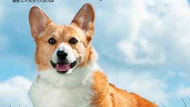 Pembroke Welsh Corgis Calendar 2026