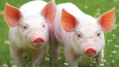 Piglets Calendar 2026