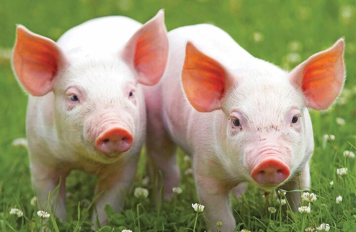 Piglets Calendar 2026