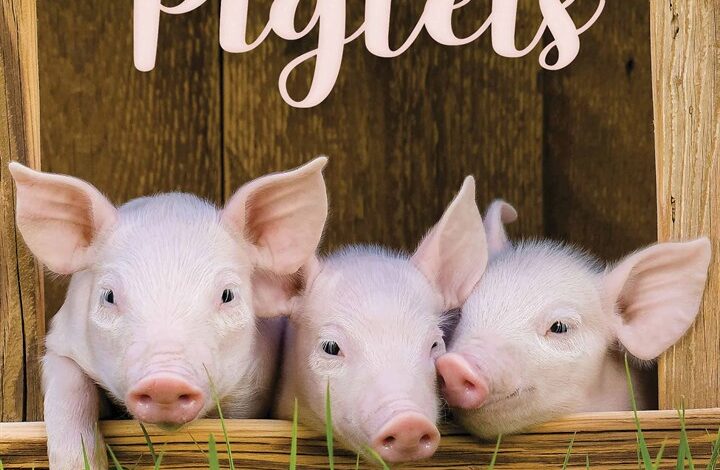 Piglets Mini Calendar 2026