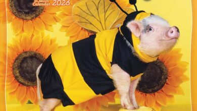 Playful Pigs Calendar 2026