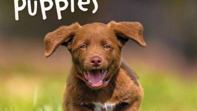 Playful Puppies Calendar 2026