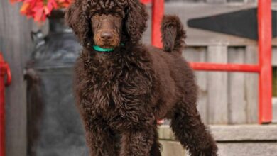 Poodles Calendar 2026