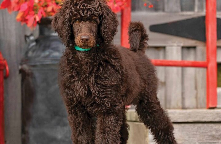 Poodles Calendar 2026
