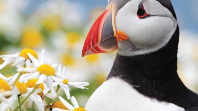 Puffins Calendar 2026