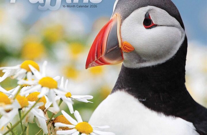 Puffins Calendar 2026