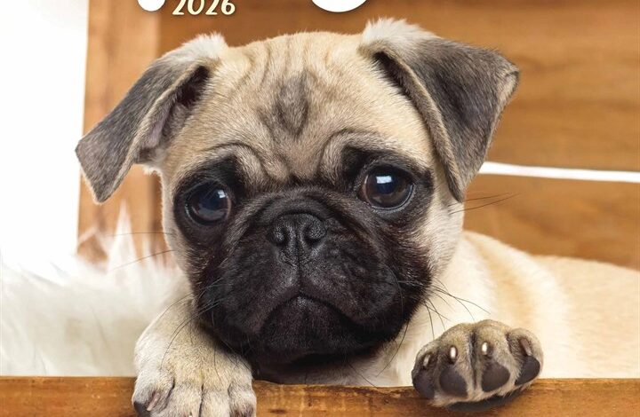 Pug Puppies Mini Calendar 2026
