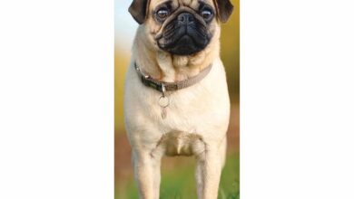 Pug Slim Calendar 2026