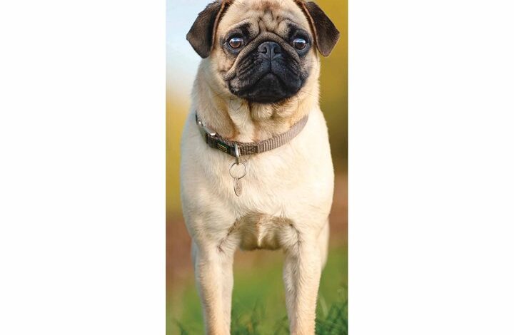 Pug Slim Calendar 2026