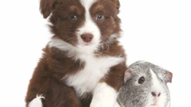 Puppies & Friends Calendar 2026