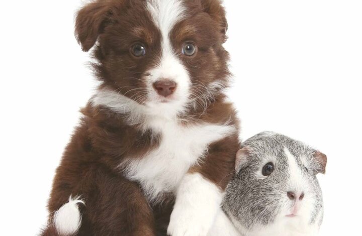 Puppies & Friends Calendar 2026