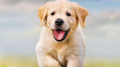 Puppies Mini Calendar 2026