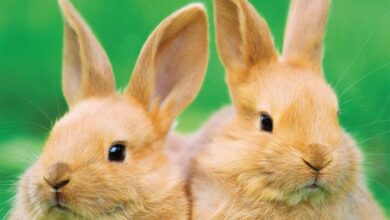 Rabbits Calendar 2026