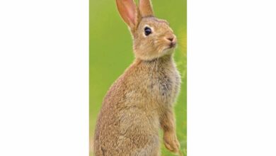 Rabbits Slim Calendar 2026