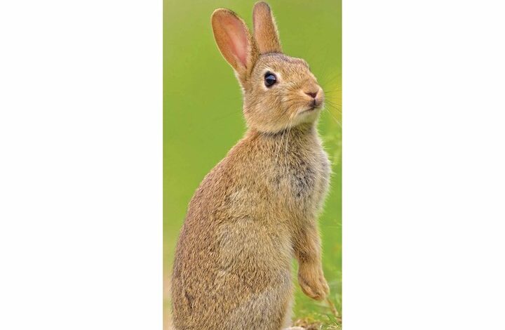 Rabbits Slim Calendar 2026