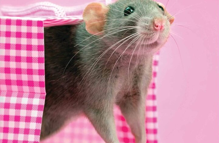 Rats Calendar 2026