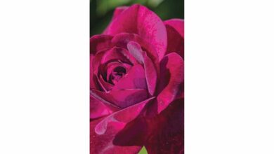 Roses Slim Calendar 2026