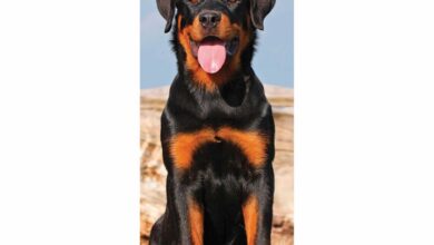 Rottweiler Slim Calendar 2026