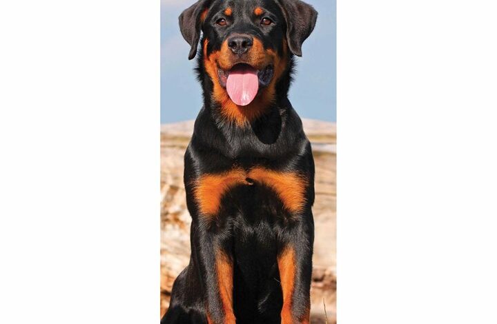 Rottweiler Slim Calendar 2026