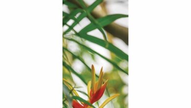 Royal Botanic Gardens