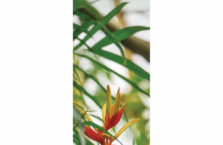 Royal Botanic Gardens