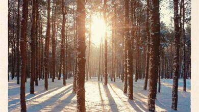 Scenic Woodland Calendar 2026