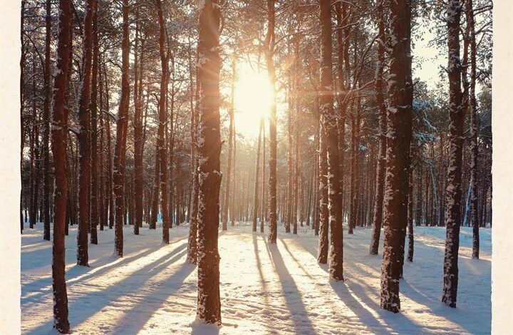 Scenic Woodland Calendar 2026