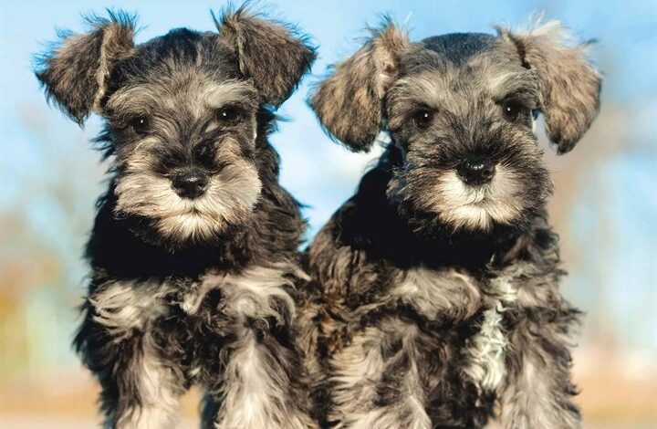 Schnauzer Puppies Mini Calendar 2026