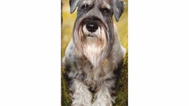 Schnauzer Slim Calendar 2026