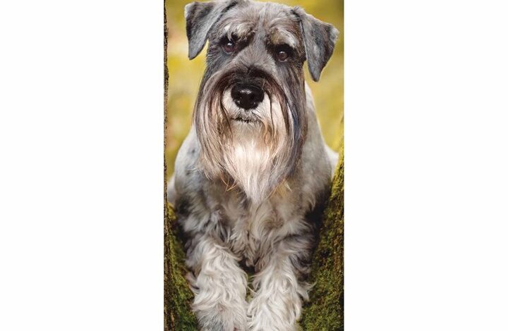 Schnauzer Slim Calendar 2026