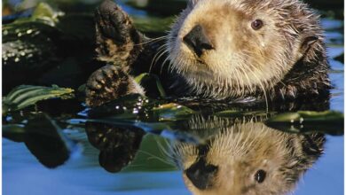 Sea Otters Calendar 2026