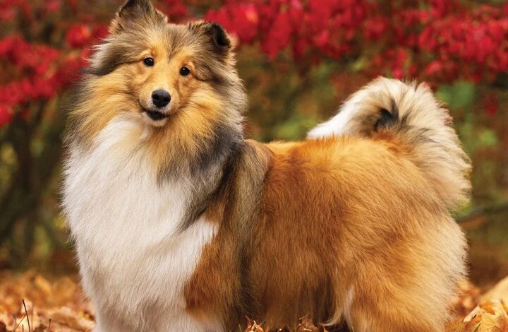 Shetland Sheepdogs Calendar 2026