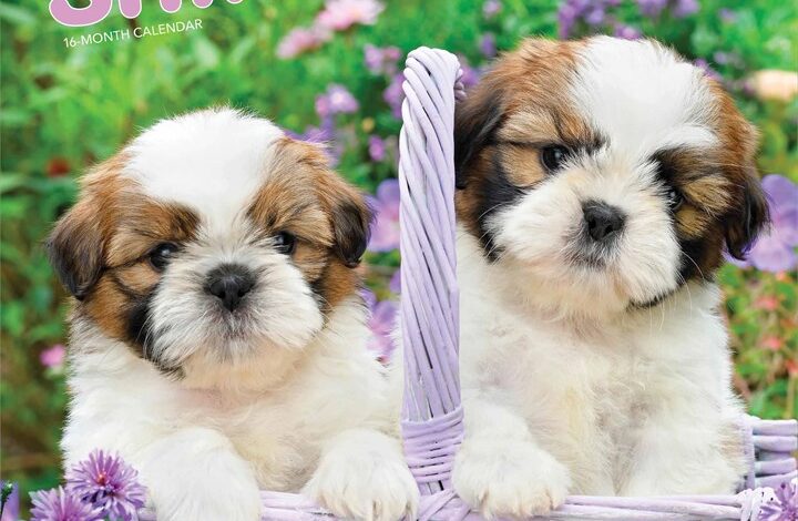 Shih Tzu Puppies Calendar 2026
