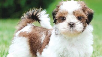 Shih Tzu Puppies Mini Calendar 2026