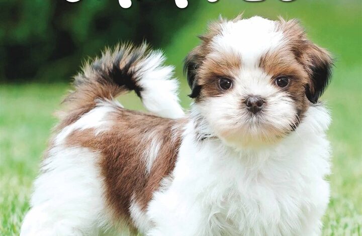 Shih Tzu Puppies Mini Calendar 2026