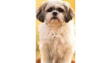 Shih Tzu Slim Calendar 2026