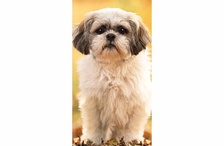 Shih Tzu Slim Calendar 2026