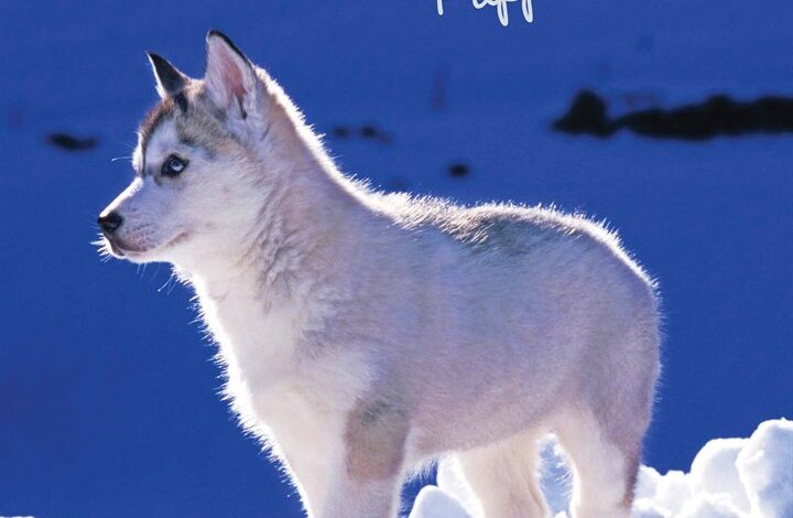 Siberian Husky Puppies Mini Calendar 2026