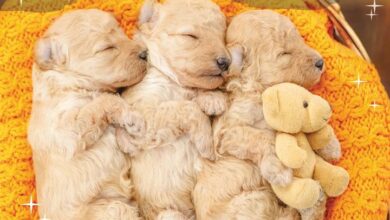 Sleepy Puppies Calendar 2026