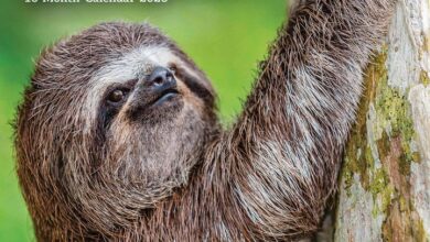 Sloths Mini Calendar 2026