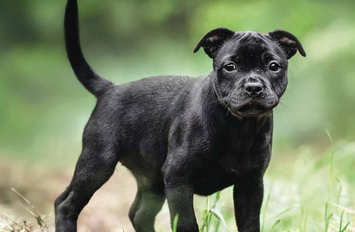 Staffordshire Bull Terrier Puppies Mini Calendar 2026
